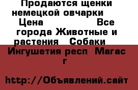 Продаются щенки немецкой овчарки!!! › Цена ­ 6000-8000 - Все города Животные и растения » Собаки   . Ингушетия респ.,Магас г.